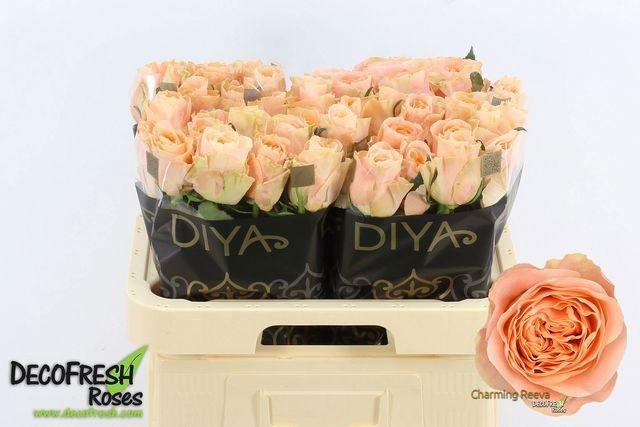 <h4>Rosa gr Charming Reeva</h4>