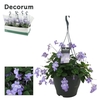 Streptocarpus Saxorum hangpot Blauw, beperkt leverbaar