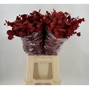 Euca Col Cinerea K Red Rosso