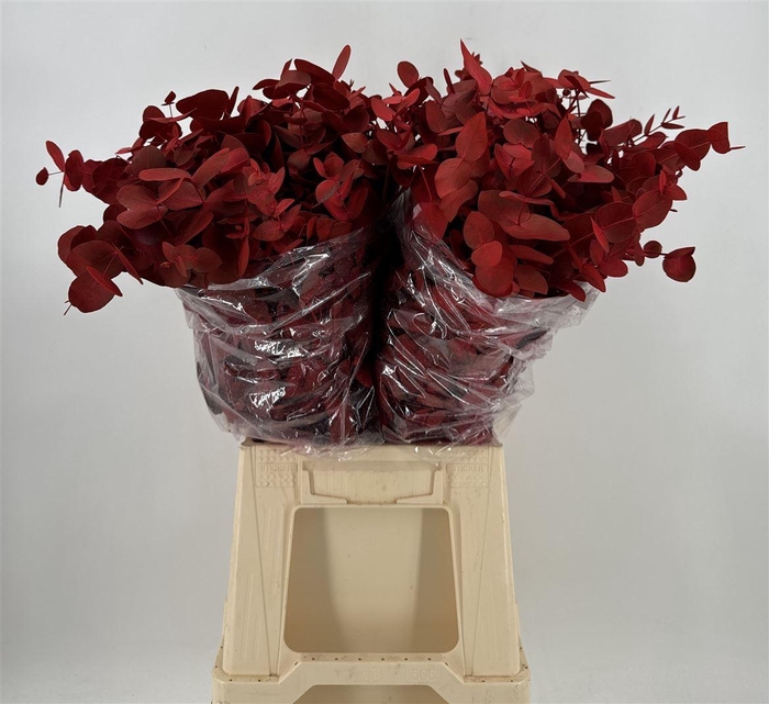 <h4>Euca Col Cinerea K Red Rosso</h4>