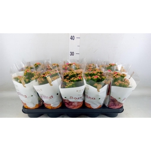 Kalanchoe blos. 'RosDon Nando'