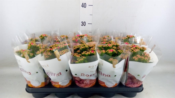 <h4>Kalanchoe blos. 'RosDon Nando'</h4>