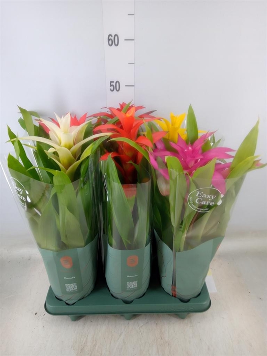 <h4>Guzmania ...mix</h4>