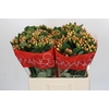 Hypericum Mellow Romance
