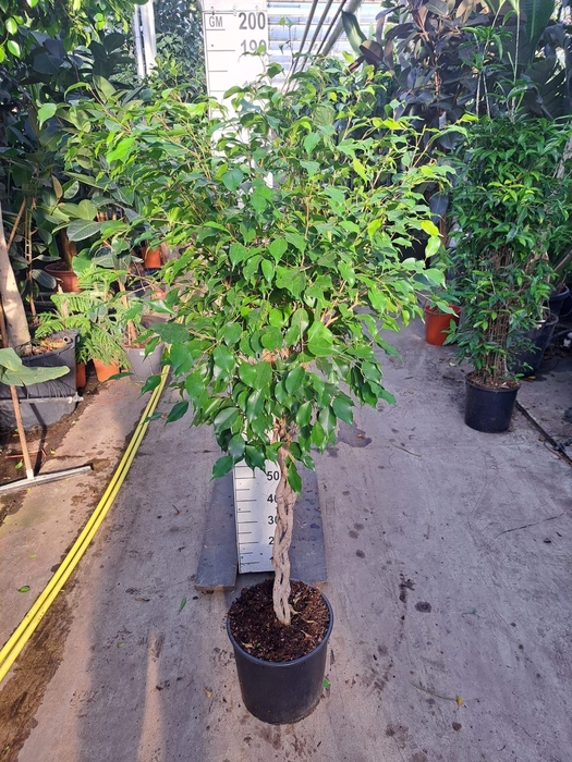 <h4>Ficus Exotica</h4>