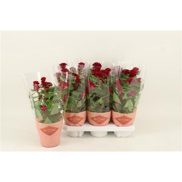 <h4>Celosia argentea Cristata GrpTwisted Strawberry</h4>