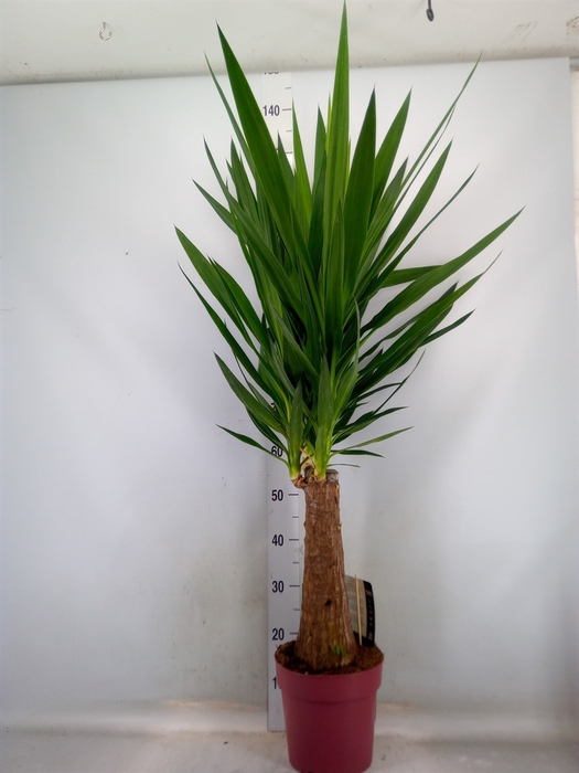 <h4>Yucca elephantipes   ...</h4>