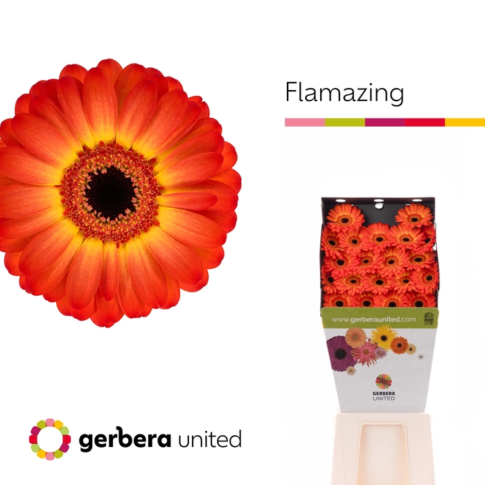 <h4>Germini Flamazing Diamond</h4>