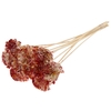 Shola Karnish Flower 6cm on stem Multicolour Red/Yellow