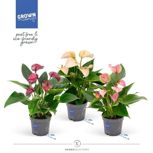 Anthurium Andreanum Grp gemengd
