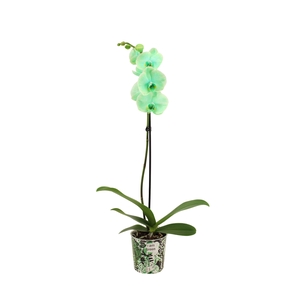 Potcover I Am Green Phal I Am Green 1T9+