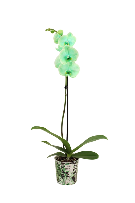 <h4>Potcover I Am Green Phal I Am Green 1T9+</h4>