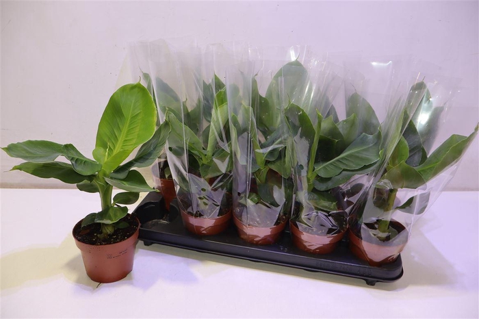 <h4>Musa Tropicana</h4>