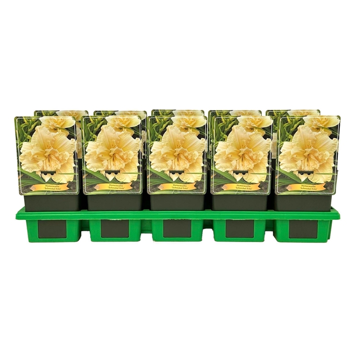 <h4>Hemerocallis</h4>