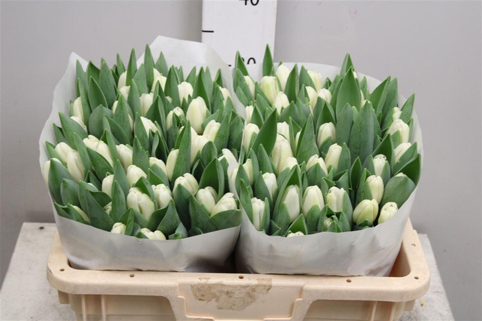 <h4>Tu En Antarctica</h4>