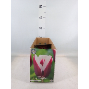 Tulipa   ...flowerbulbs