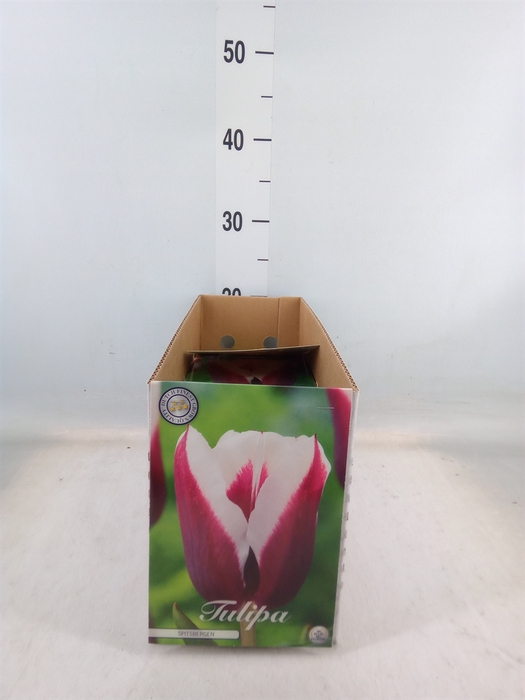 <h4>Tulipa   ...flowerbulbs</h4>
