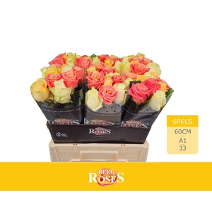 R GR AVALANCHE+ PASTEL MIX