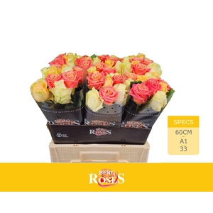 R GR AVALANCHE+ PASTEL MIX