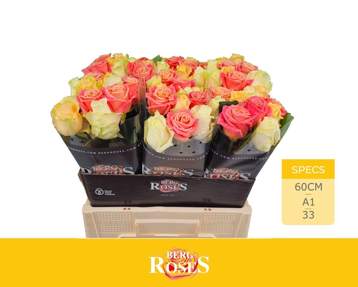 <h4>R GR AVALANCHE+ PASTEL MIX</h4>