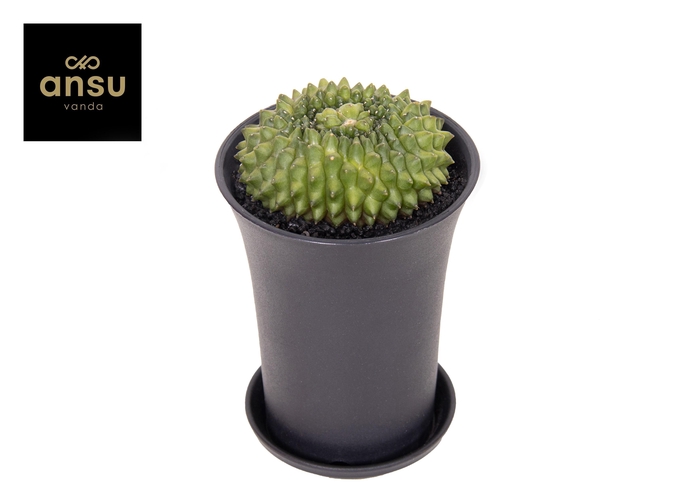 <h4>Gymno Cactus 'Spineless' Island XL</h4>