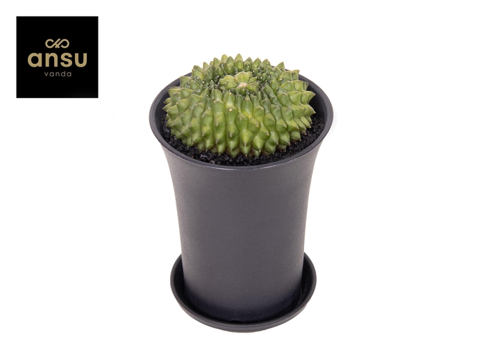 <h4>Gymno Cactus 'Spineless' Island XL</h4>