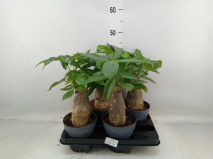 <h4>Pachira aquatica</h4>