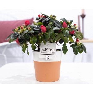 1st class Azalea red in P&PURE Terra Cotta 4 white