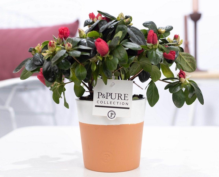 <h4>1st class Azalea red in P&PURE Terra Cotta 4 white</h4>