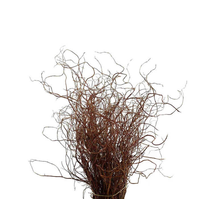 <h4>Salix Kronkelwilg</h4>