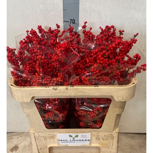 ILEX MAG SUPREME RED