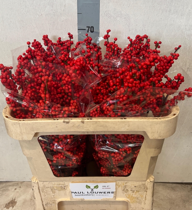 <h4>ILEX MAG SUPREME RED</h4>