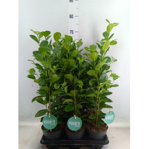 Ficus microcarpa 'Moclame'