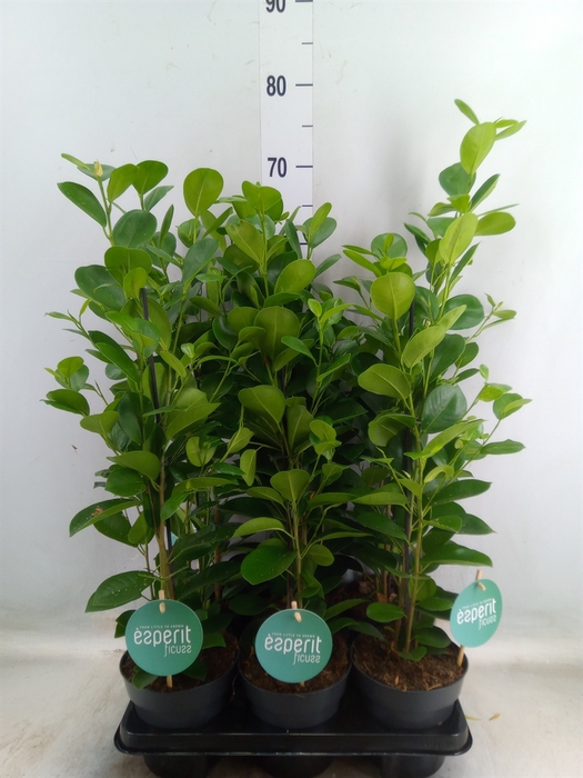 <h4>Ficus microcarpa 'Moclame'</h4>