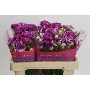 Ranunculus Romance Loubeyres