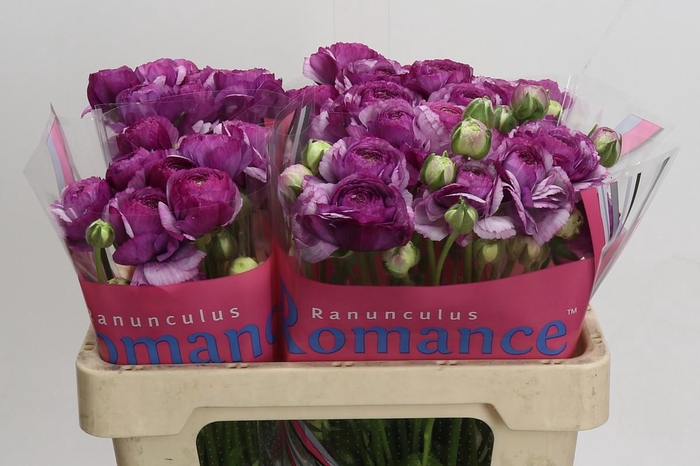 <h4>Ranunculus Romance Loubeyres</h4>