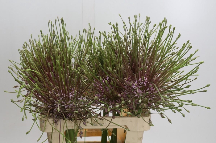 <h4>Allium Schubertii</h4>