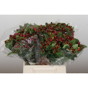 Hypericum Magical Seasons