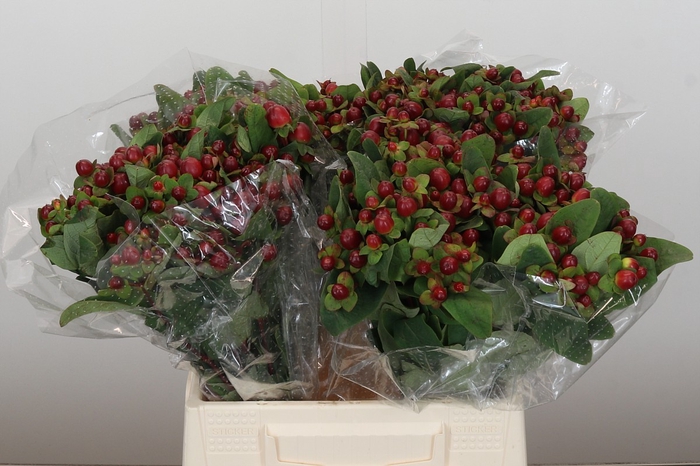 <h4>Hypericum Magical Seasons</h4>