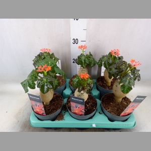 Jatropha podagrica