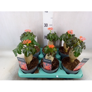 Jatropha podagrica