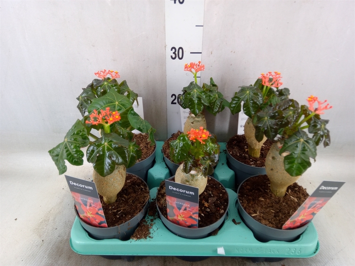 Jatropha podagrica