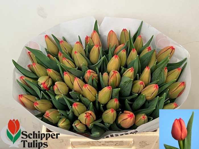 <h4>TU EN DAZZLER</h4>