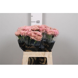 Di St Lege Pink