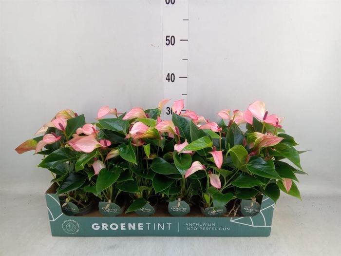 <h4>Anthurium  'Matata'</h4>