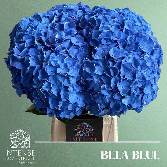 <h4>HYDR M BELA BL</h4>