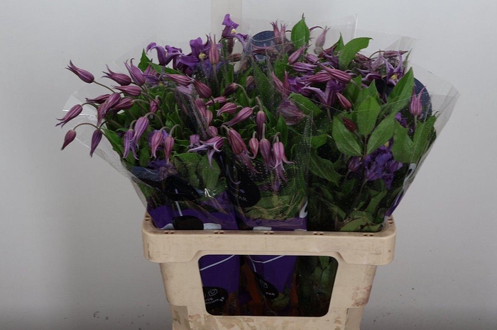 <h4>Clem Amazing Rome</h4>