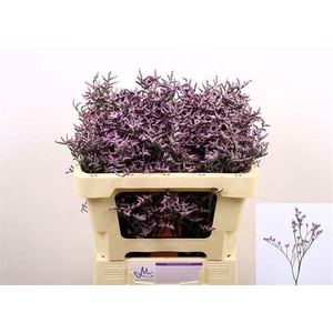 LIMONIUM SAFORA LILAC LIM SAF LILAC