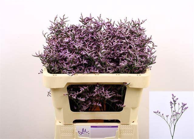 <h4>LIMONIUM SAFORA LILAC LIM SAF LILAC</h4>