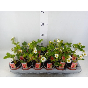Fragaria   ...